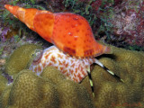Underwater Bonaire 2011