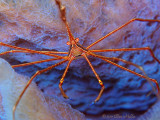 Arrow Crab