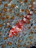 Triplefin