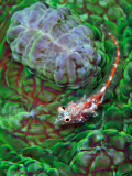 Glass  Blenny