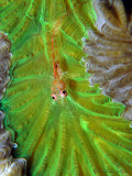 Glass Blenny