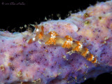 Longhorn Nudibranch