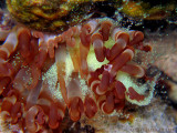 Spawning Tube-Dwelling Anemone
