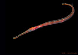 Juvenile Trumpetfish