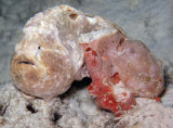 Frogfish Pair