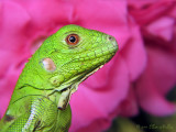 Baby Iguana on Pink