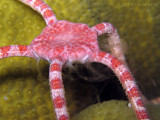 Brittle Star Smoking