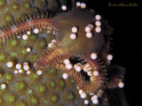 Brittle Star & Star Coral Eggs