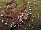 Brittle Star & Star Coral Eggs