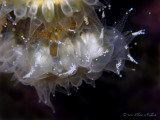 Flower Coral Eggs