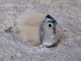Post Larval Surgeonfish