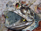 Banded Jawfish with Eggs