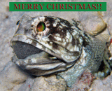 Holiday Jawfish GIF