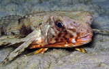 Flying Gurnard