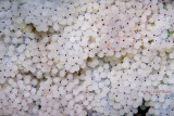 Octopus Eggs