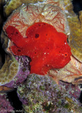 Red Frogfish