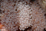 Octopus Eggs