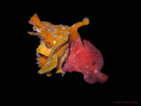 3 Frogfish Spawning