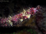 Pipefish