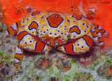 Gaudy Clown Crab