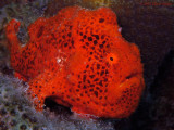 Spotty Frogfish