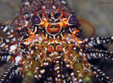 Spotted  Spiny Lobster
