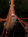 Arrow Crab Spawning