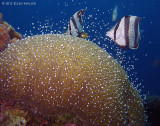 Brain Coral Spawning