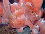 Pink Frogfish