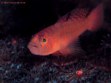 Rusty Goby