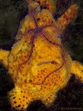 Pesky Brittle Star