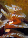 Spawning XmasTree Worm