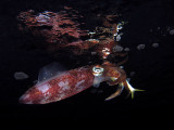 Squid Dinner Reflection