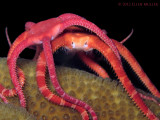 Brittle Stars Spawning