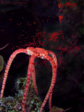 Brittle Star Spawning