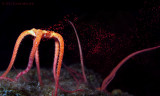 Brittle Star Spawning Eggs