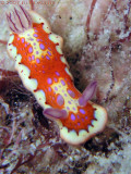 Chromodoris clenchi