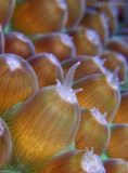 Montastrea cavernosa