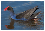 Purple_Swamphen_2168_w.jpg