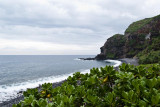 Greenery and Ocean