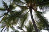Beneath The Palms