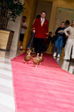 Peabody Ducks