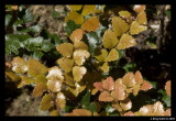 Fagus leaves