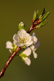 Plum Blossum