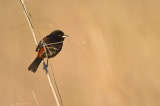 Orchard Oriole