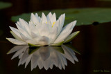Fragrant Water-Lily
