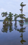 Lake Martin