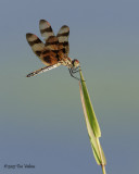 Dragonflies & Damselflies of Louisiana