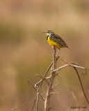 Eastern Meadowlark 