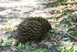 Echidna